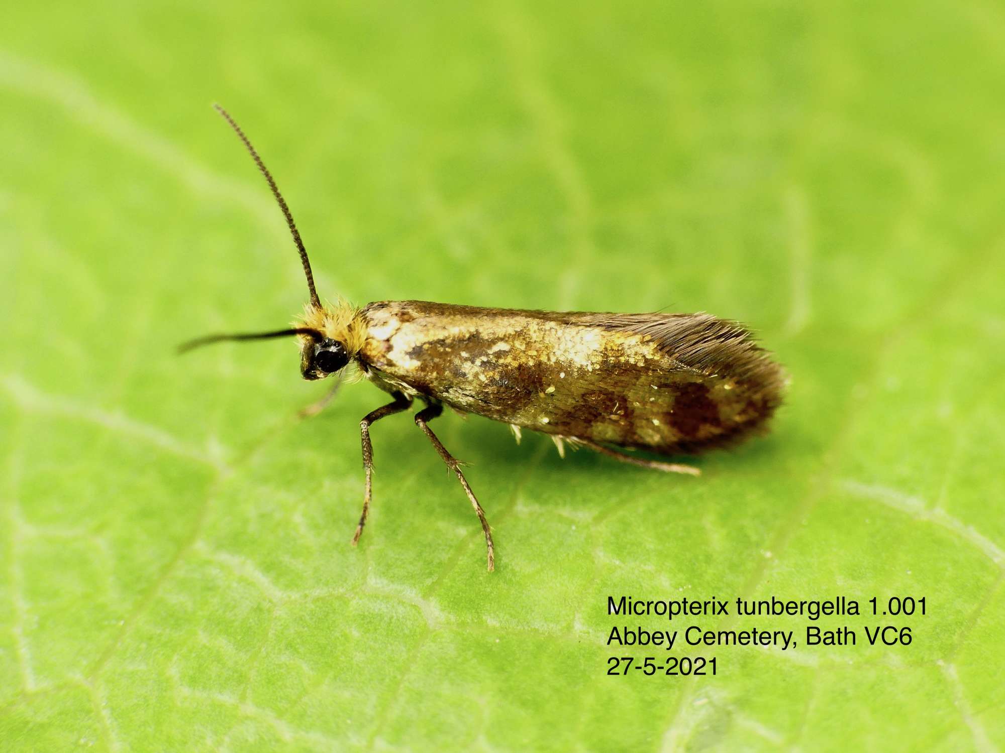 Red-barred Gold (Micropterix tunbergella) photographed in Somerset by Paul Wilkins