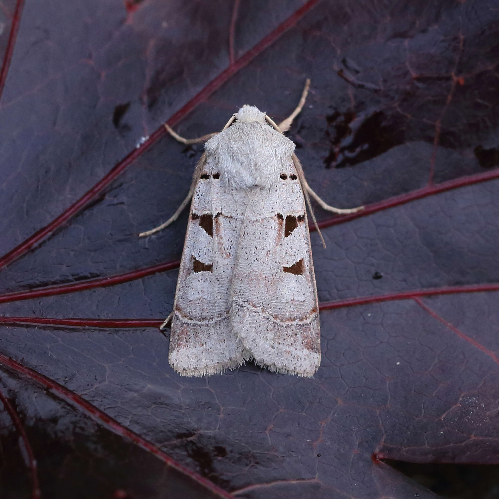 Autumnal Rustic (Eugnorisma glareosa) photographed in Somerset by Nigel Voaden