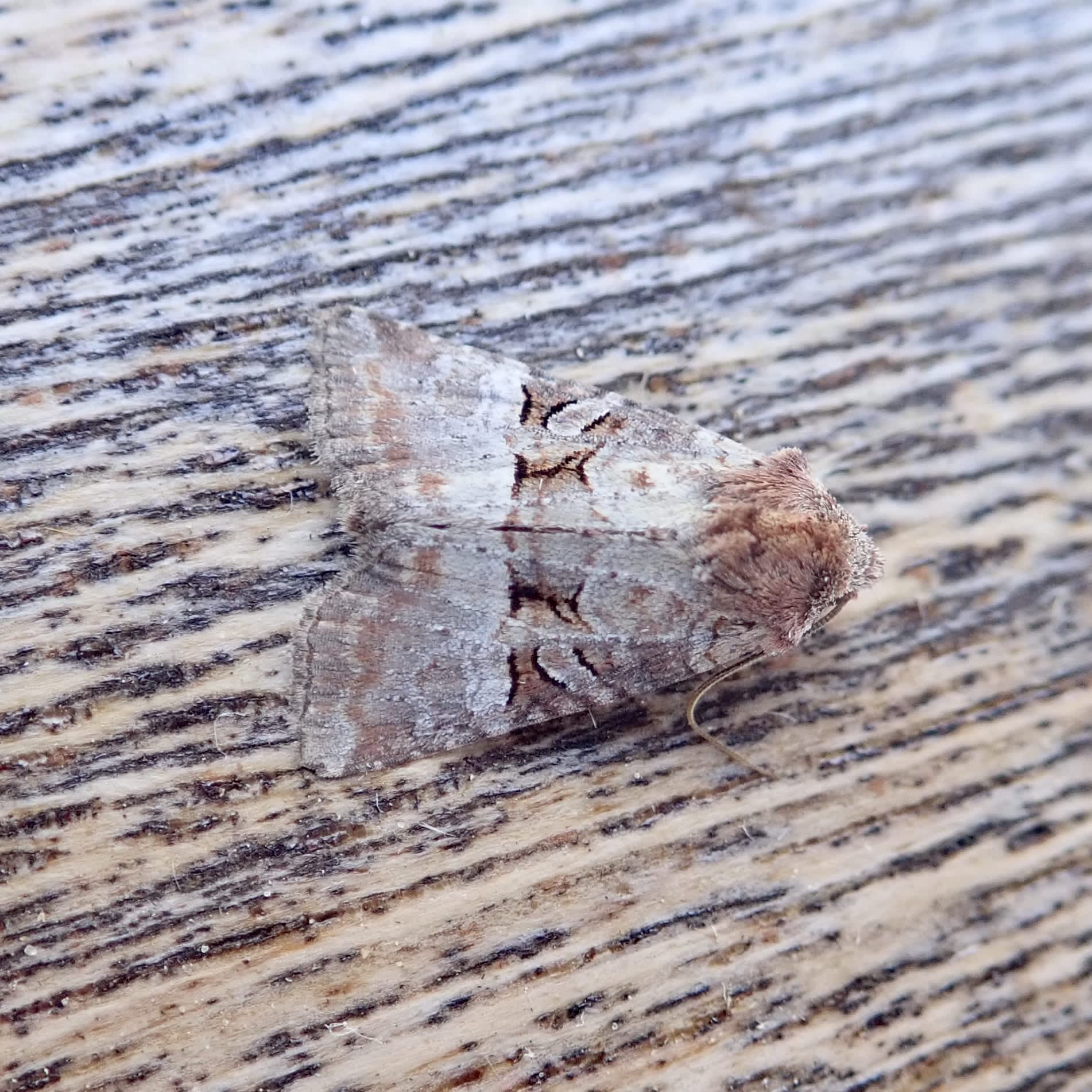 Rosy Minor (Litoligia literosa) photographed in Somerset by Sue Davies