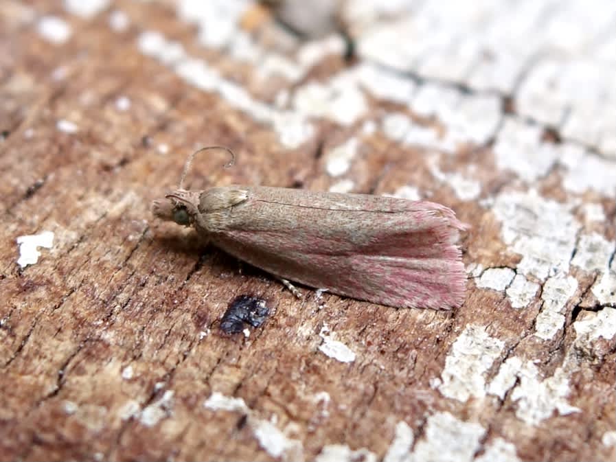 Roseate Marble (Celypha rosaceana) photographed in Somerset by Sue Davies