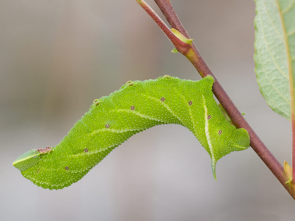 Eyed Hawk-moth (Smerinthus ocellata) photographed in Somerset by John Bebbington