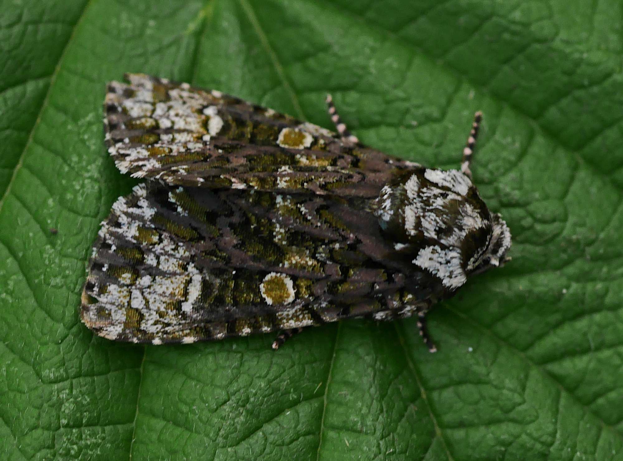 The Coronet (Craniophora ligustri) photographed in Somerset by John Connolly