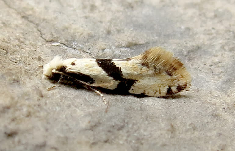 Barred White Clothes Moth (Nemapogon clematella) photographed in Somerset by Steve Chapple