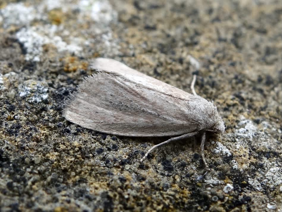 Small Rufous (Coenobia rufa) photographed in Somerset by Sue Davies