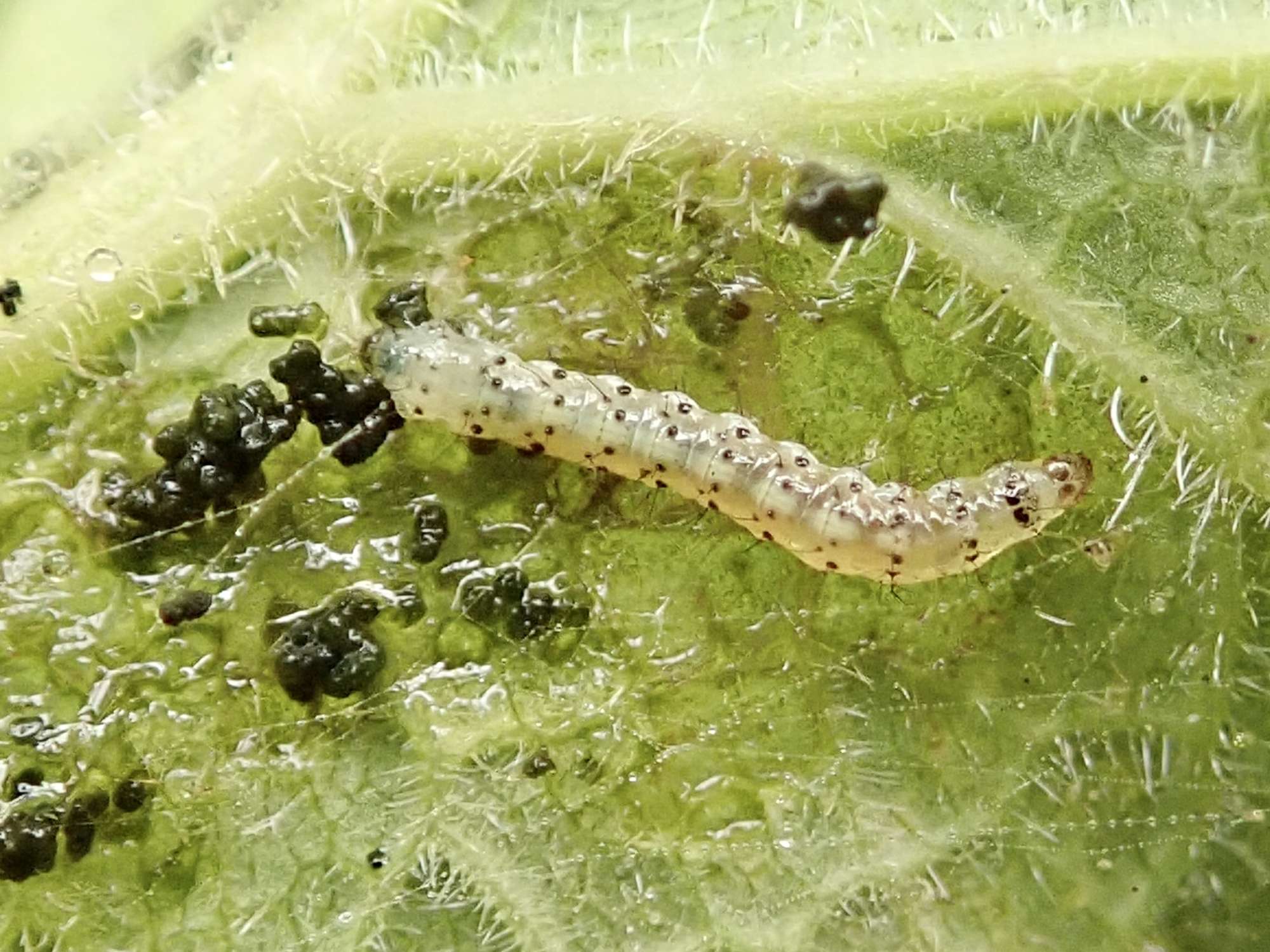 Garden Lance-wing (Epermenia chaerophyllella) photographed in Somerset by Sue Davies