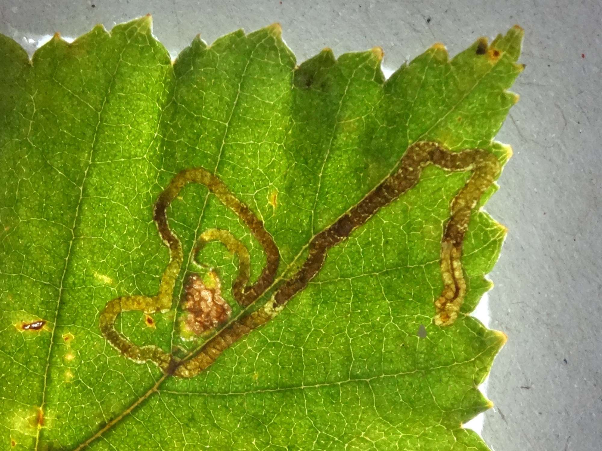 Double-barred Pigmy (Stigmella continuella) photographed in Somerset by Christopher Iles