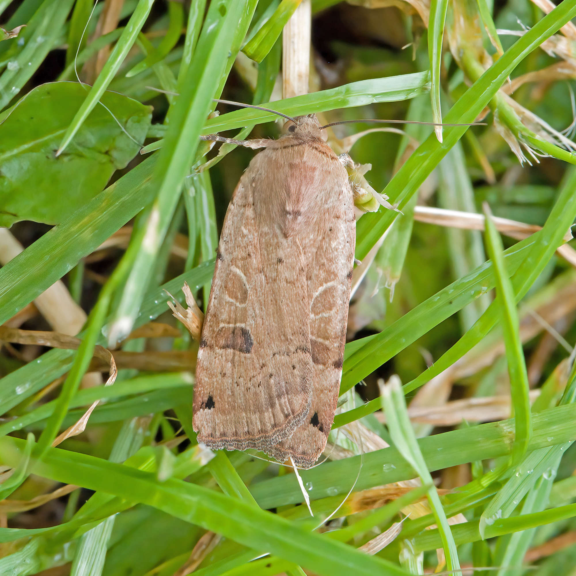 Lunar Yellow Underwing (Noctua orbona) photographed in Somerset by Nigel Voaden