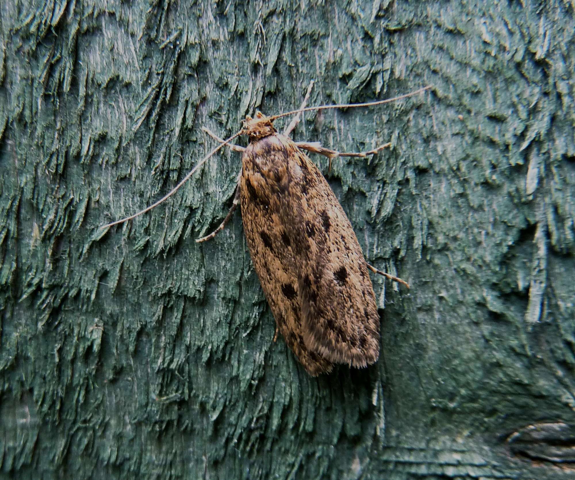 Brown House Moth (Hofmannophila pseudospretella) photographed in Somerset by John Connolly