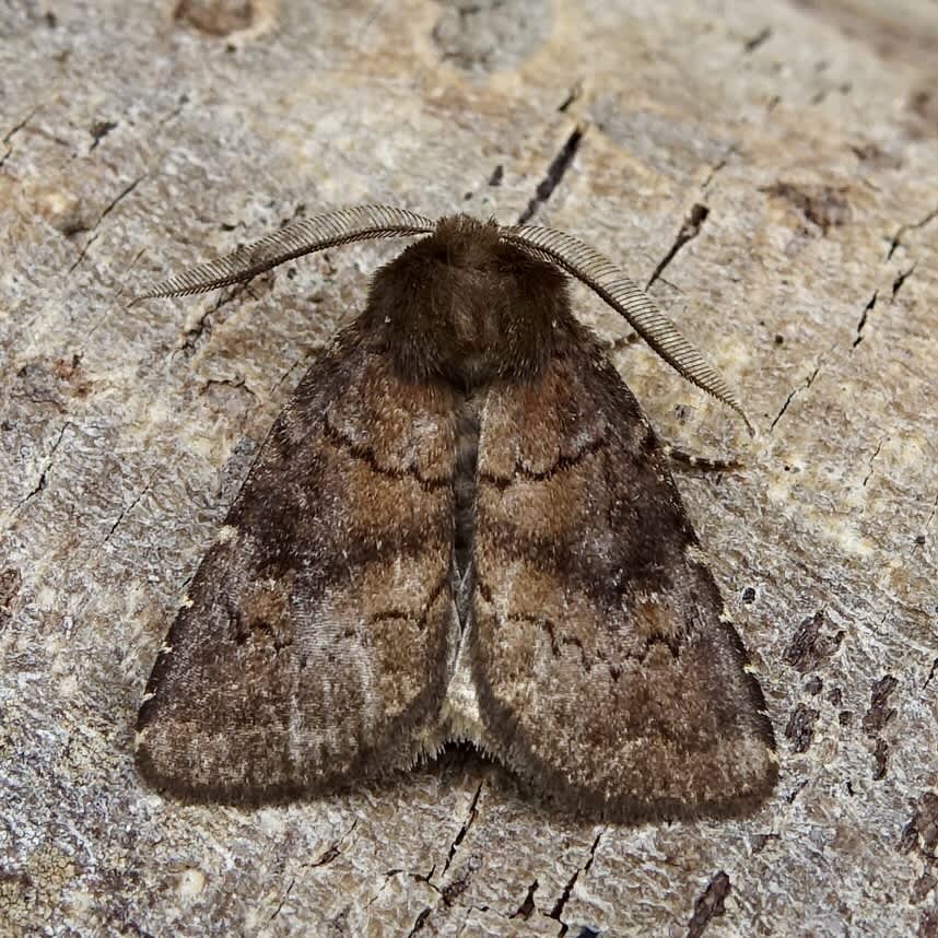 Brown Rustic (Rusina ferruginea) photographed in Somerset by Sue Davies