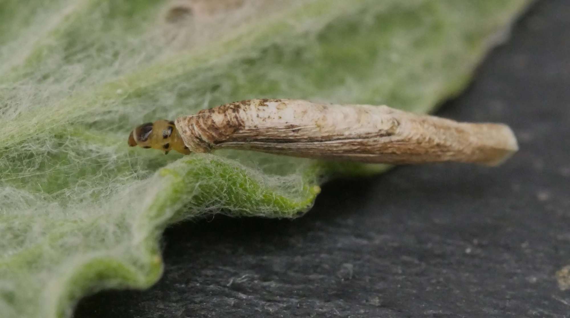 Agrimony Case-bearer (Coleophora follicularis) photographed in Somerset by Jenny Vickers