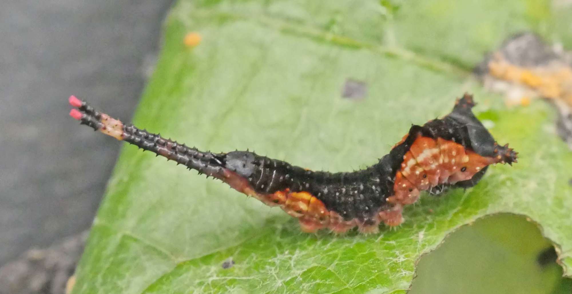 Puss Moth (Cerura vinula) photographed in Somerset by Jenny Vickers