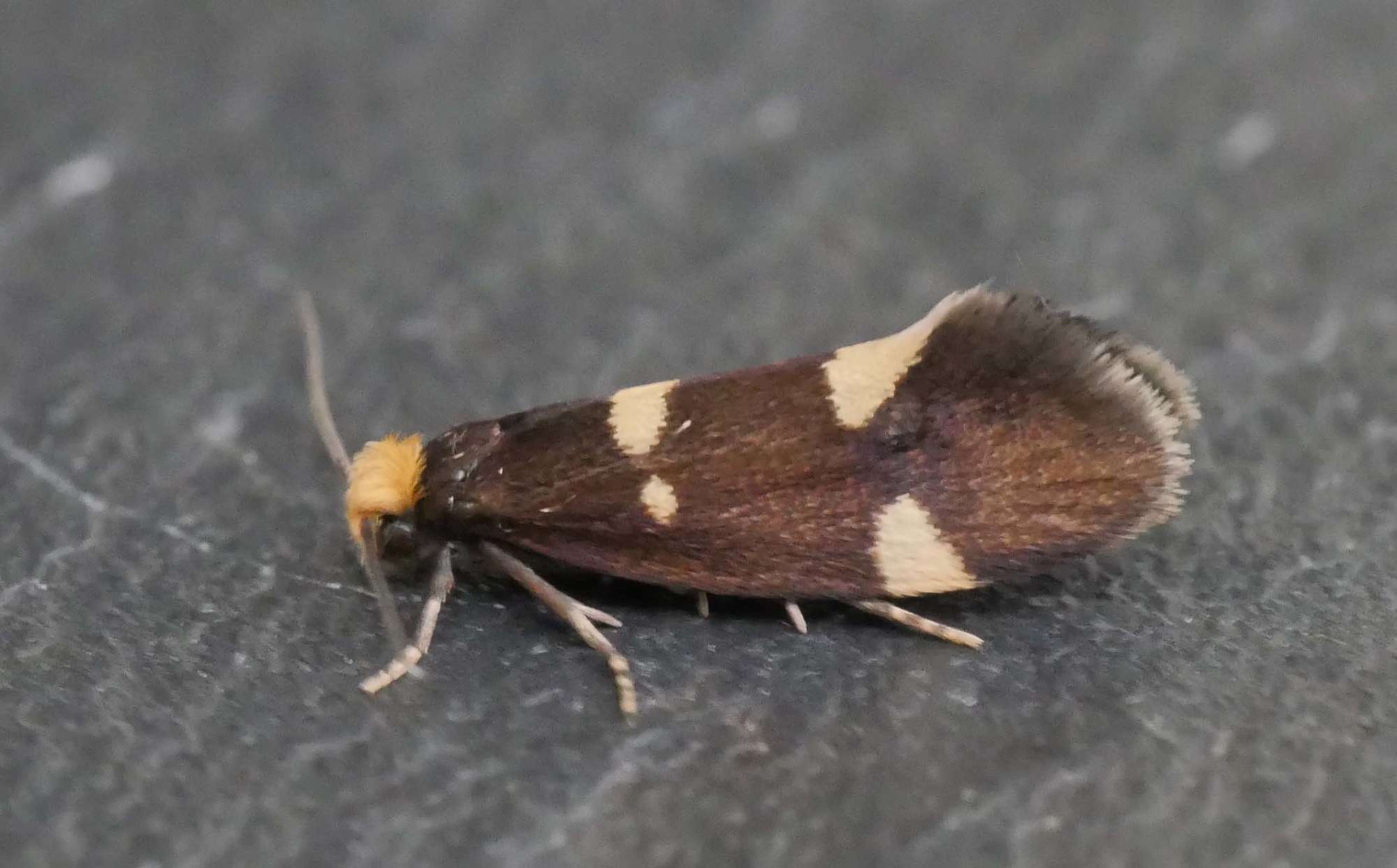 Currant-shoot Borer (Lampronia capitella) photographed in Somerset by Jenny Vickers