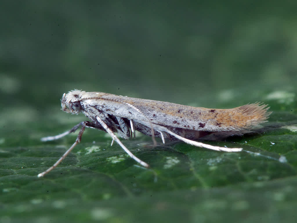 Ribwort Slender (Aspilapteryx tringipennella) photographed in Somerset by John Bebbington