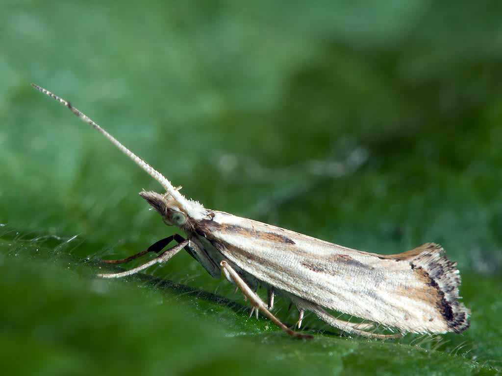 Grey-streaked Diamond-back (Plutella porrectella) photographed in Somerset by John Bebbington