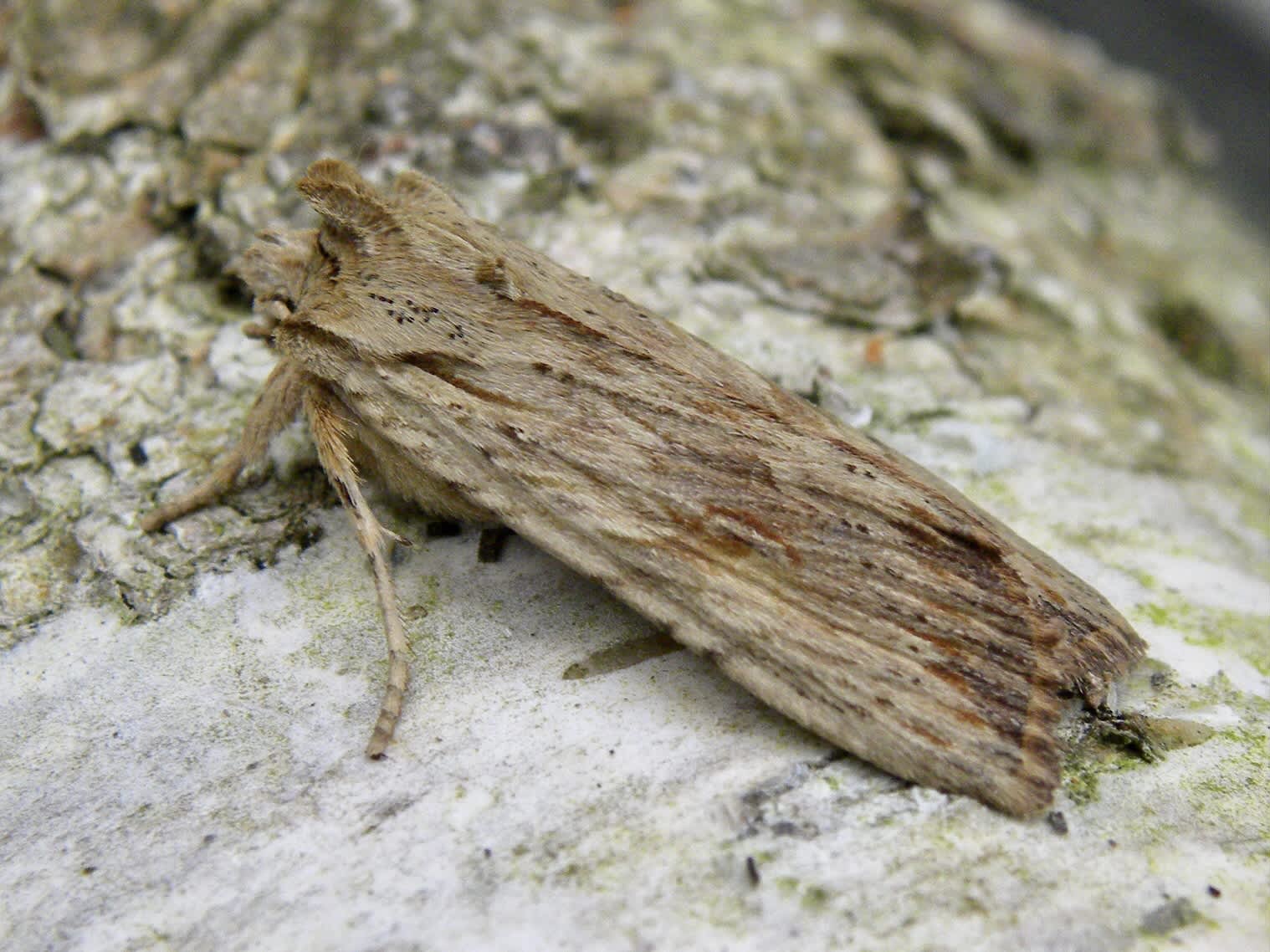 Pale Pinion (Lithophane socia) photographed in Somerset by Sue Davies