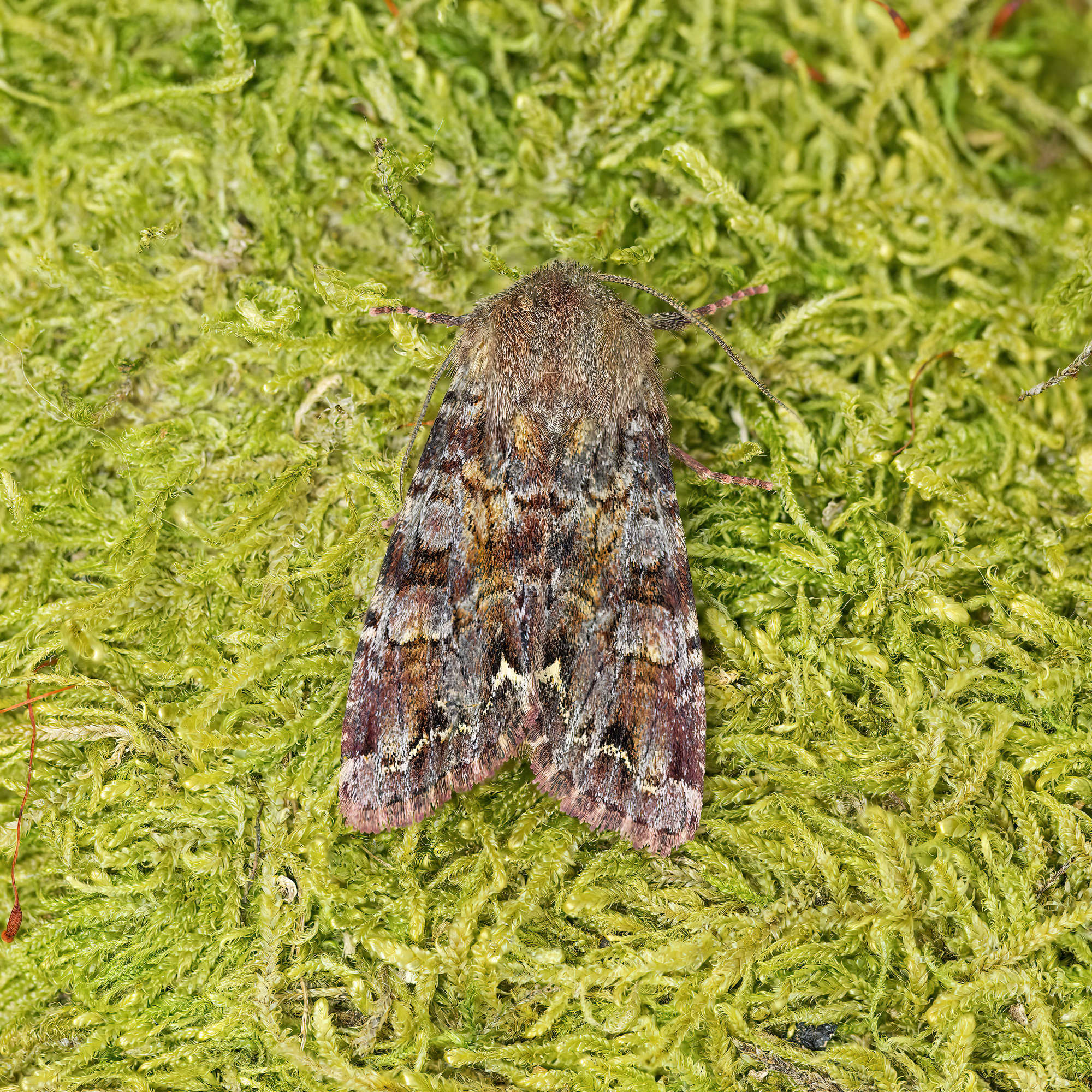Broom Moth (Ceramica pisi) photographed in Somerset by Nigel Voaden