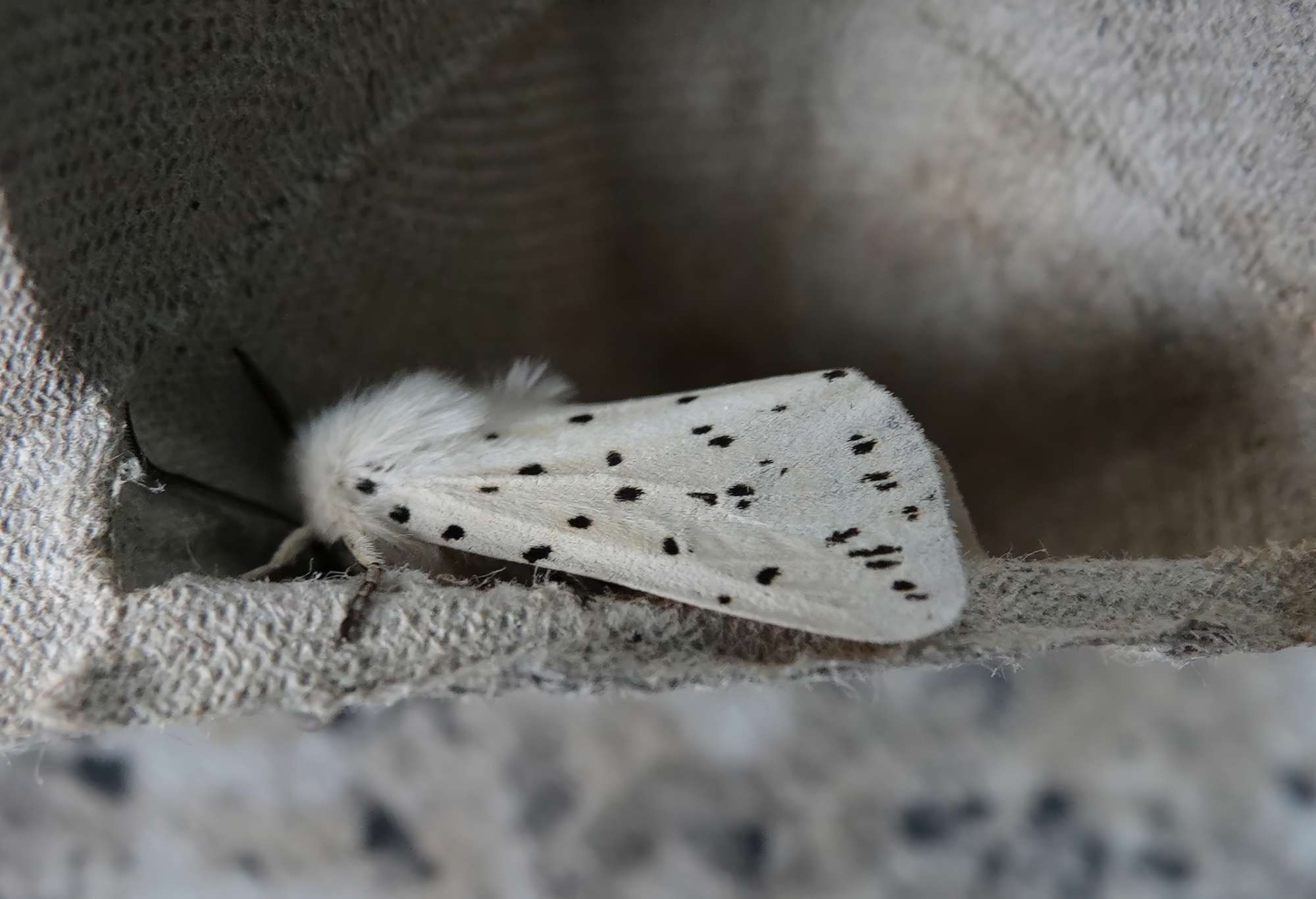 White Ermine (Spilosoma lubricipeda) photographed in Somerset by Rob Grimmond