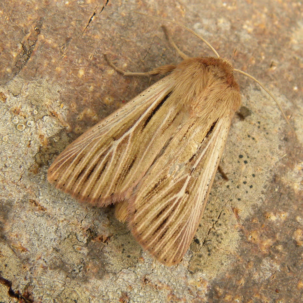 Shoulder-striped Wainscot (Leucania comma) photographed in Somerset by Sue Davies