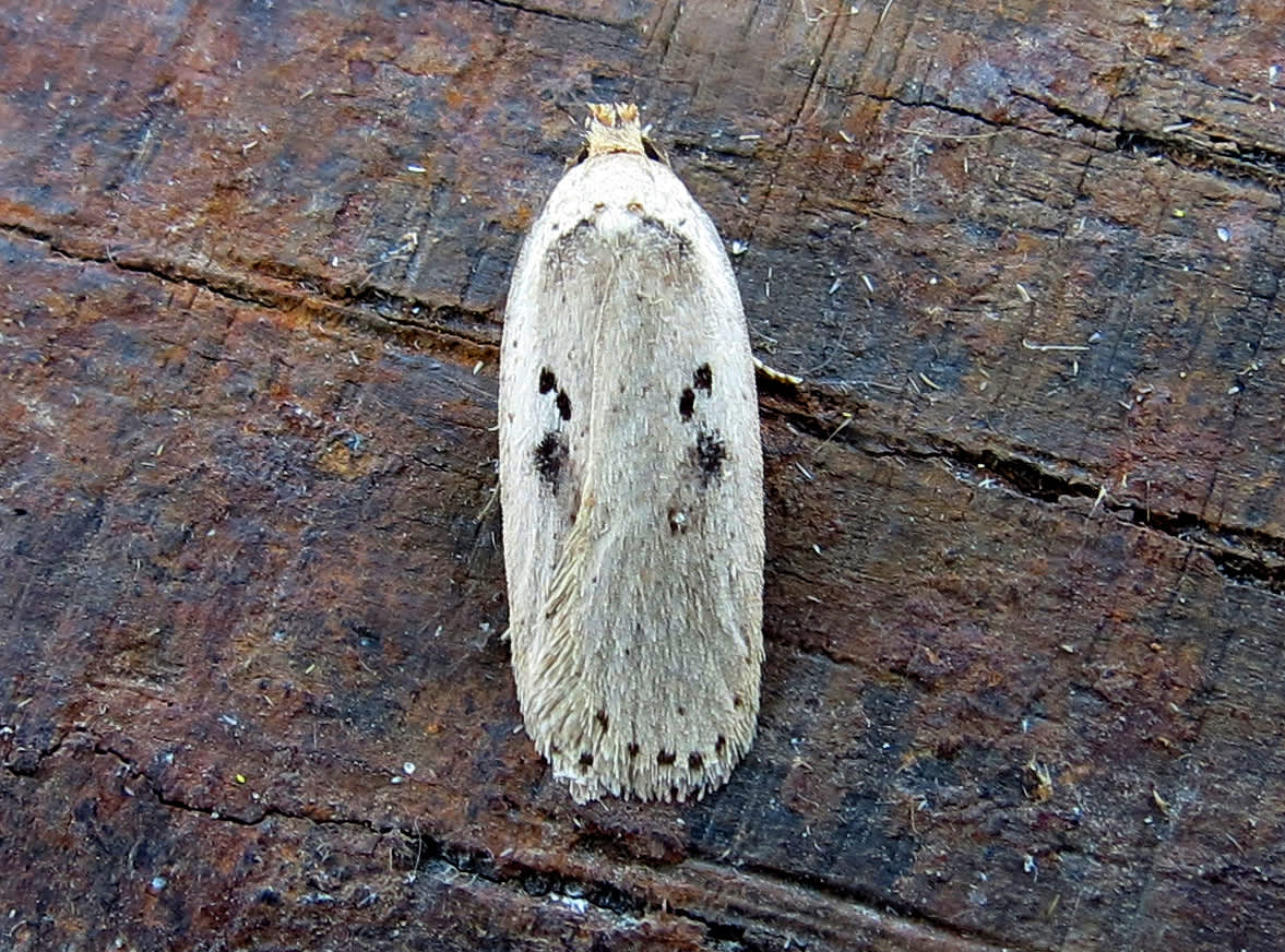 Coastal Flat-body (Agonopterix yeatiana) photographed in Somerset by Steve Chapple