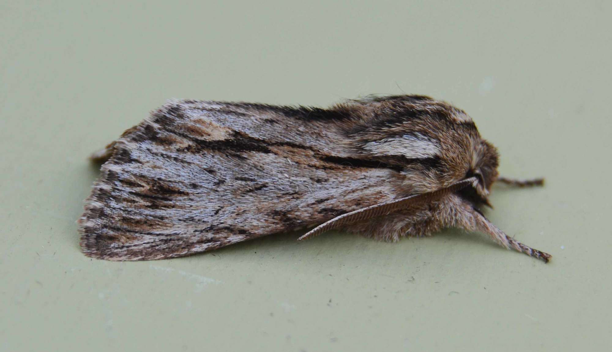 The Sprawler (Asteroscopus sphinx) photographed in Somerset by Jenny Vickers