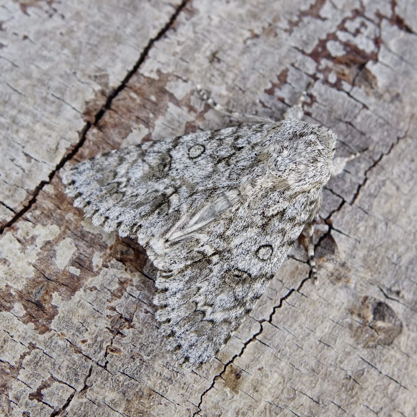 The Sycamore (Acronicta aceris) photographed in Somerset by Sue Davies