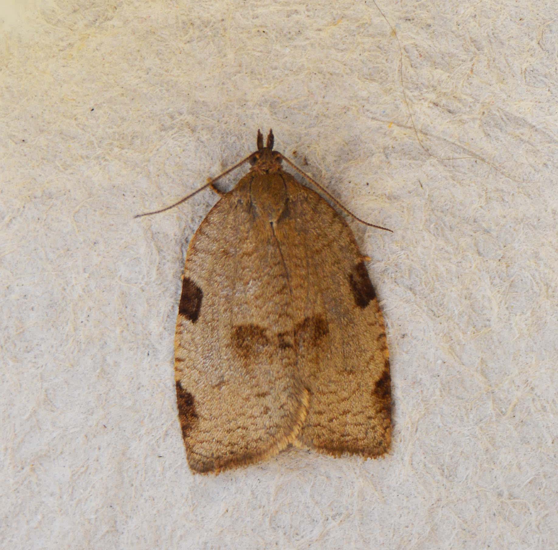 Large Ivy Tortrix (Lozotaenia forsterana) photographed in Somerset by Jenny Vickers