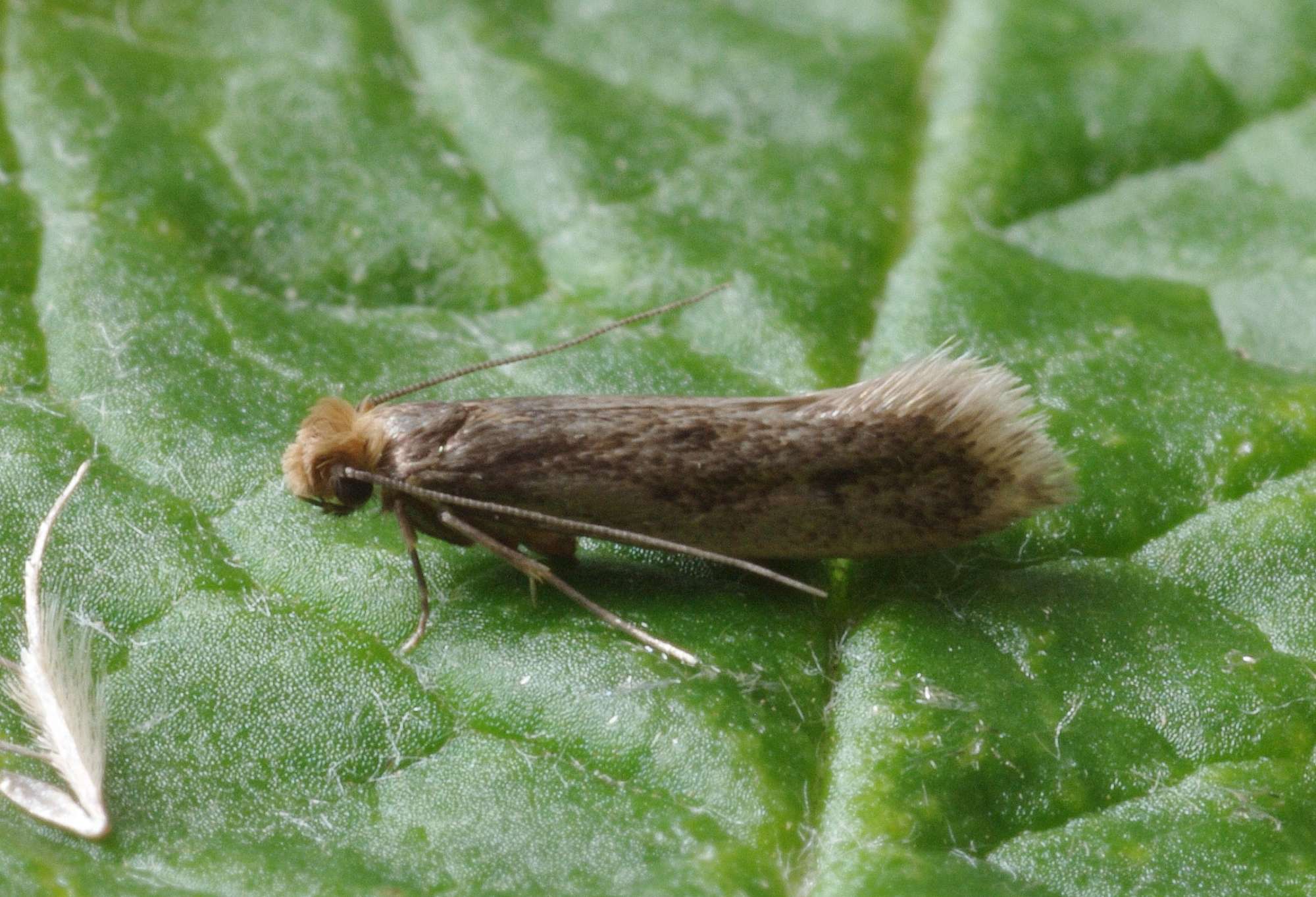 Brown-dotted Clothes Moth (Niditinea fuscella) photographed in Somerset by John Connolly