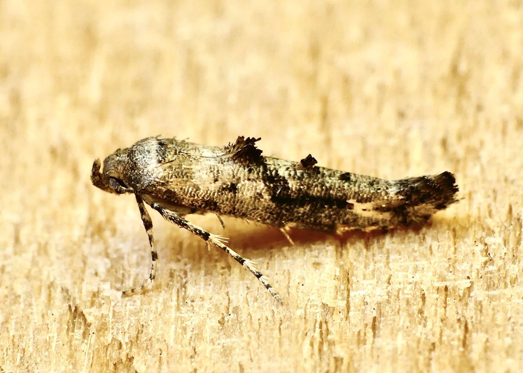 Garden Lance-wing (Epermenia chaerophyllella) photographed in Somerset by Paul Wilkins