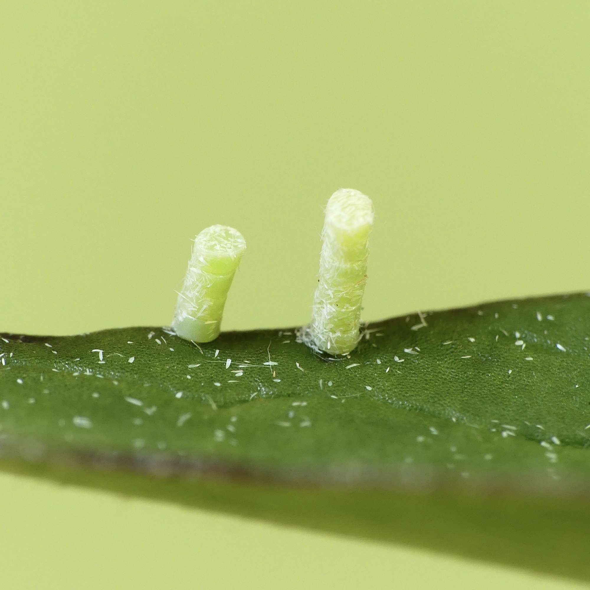 Small Emerald (Hemistola chrysoprasaria) photographed in Somerset by Paul Wilkins