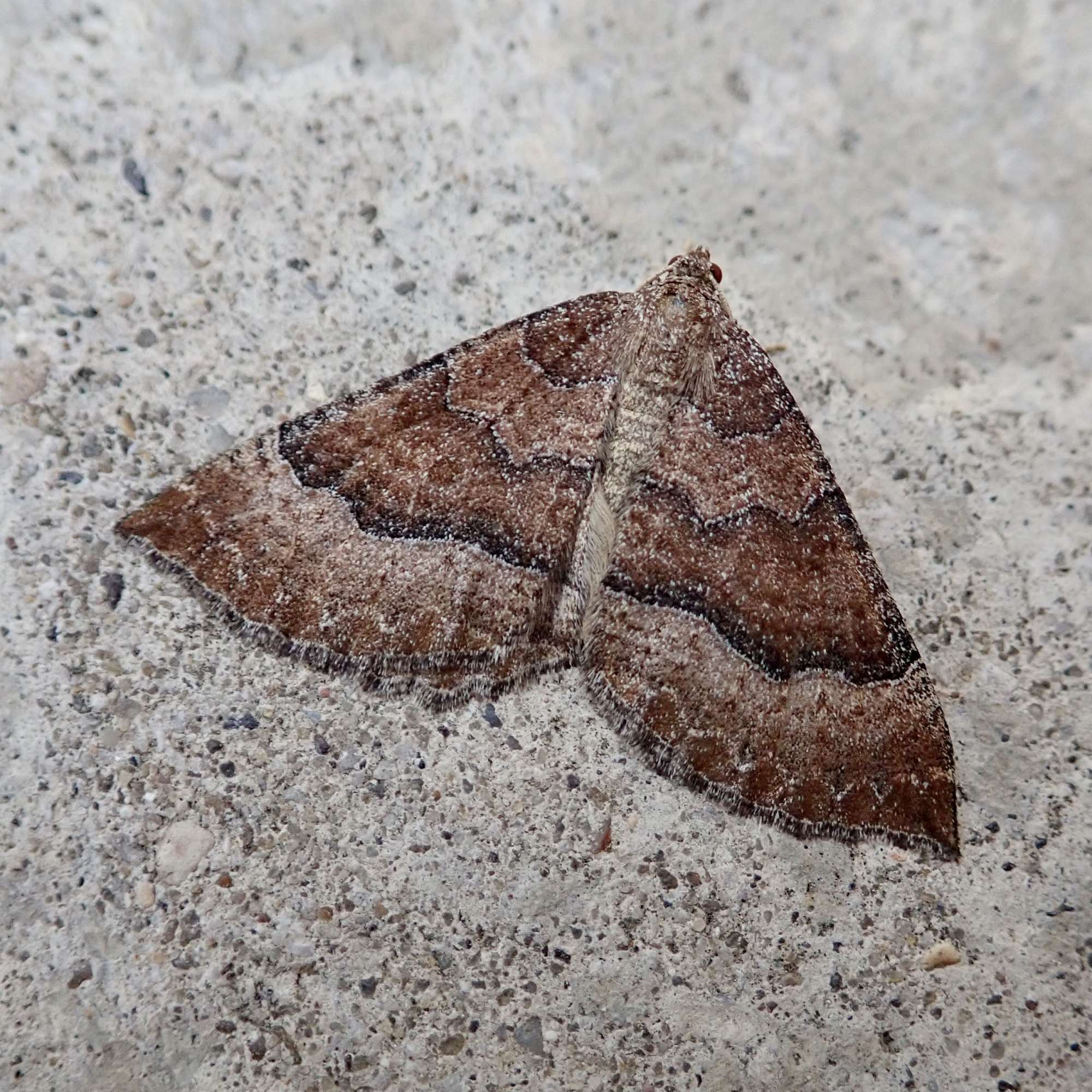 The Mallow (Larentia clavaria) photographed in Somerset by Sue Davies