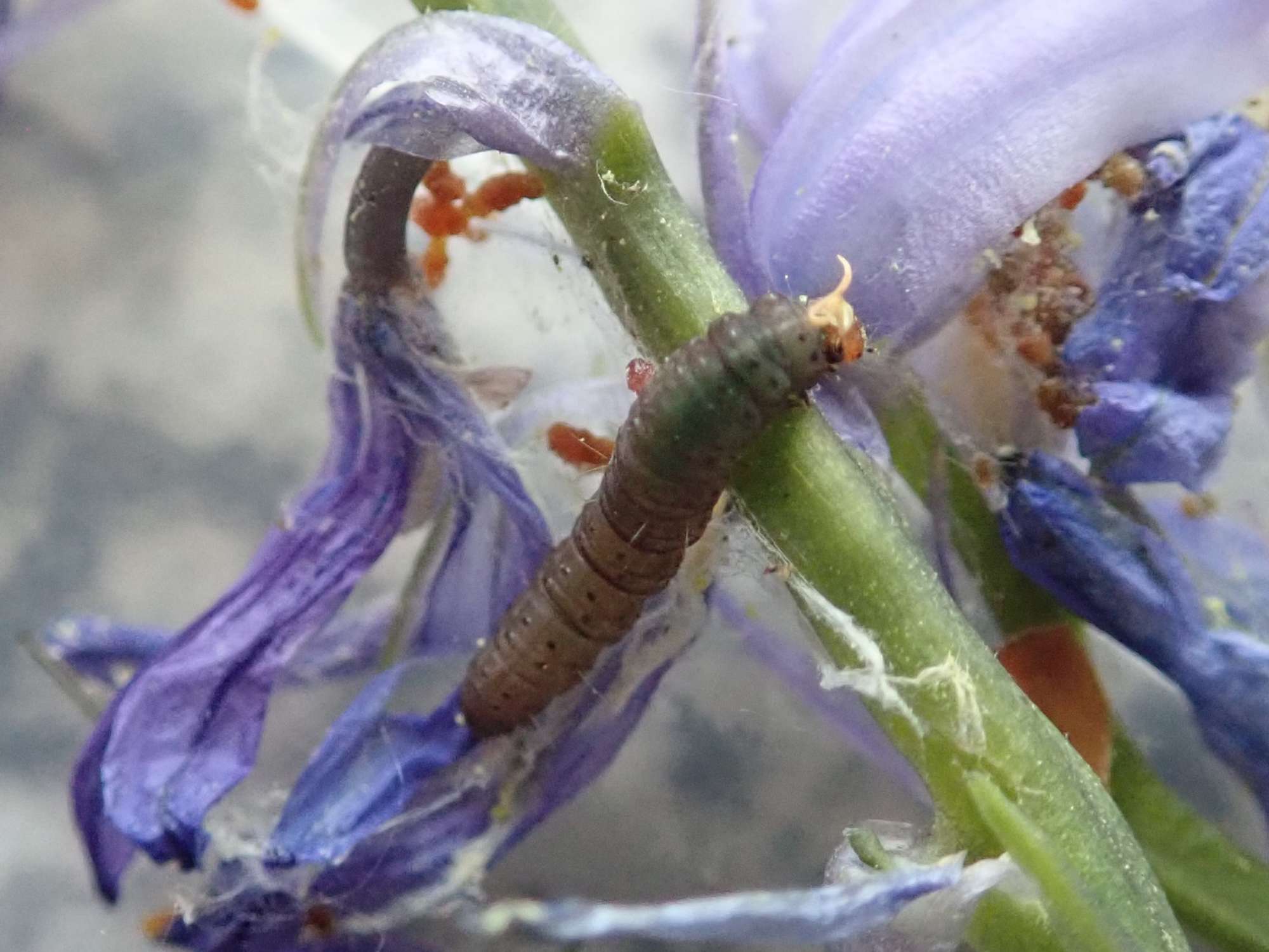 Bluebell Shade (Eana incanana) photographed in Somerset by Christopher Iles