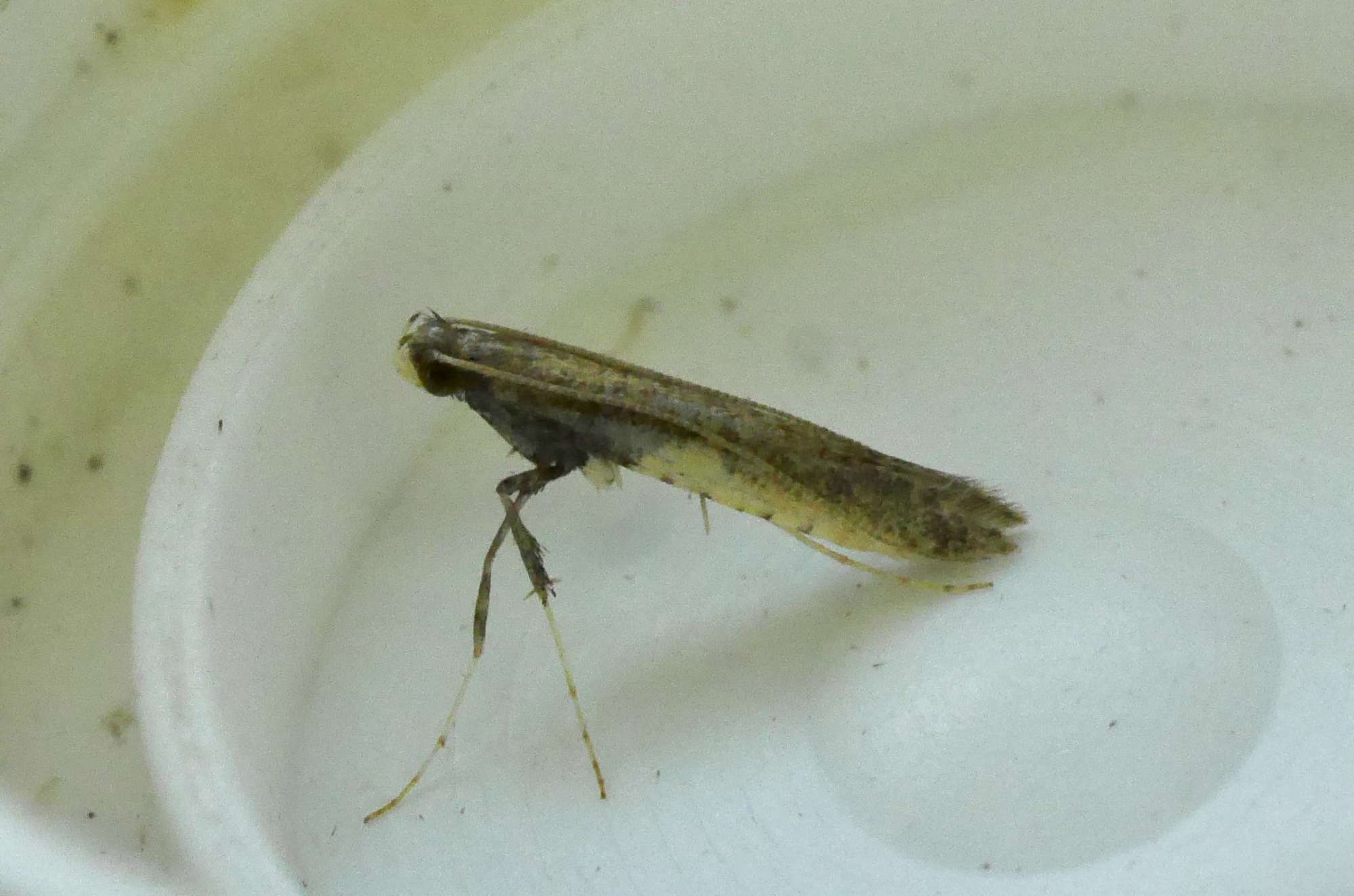 Azalea Leaf-miner (Caloptilia azaleella) photographed in Somerset by John Connolly