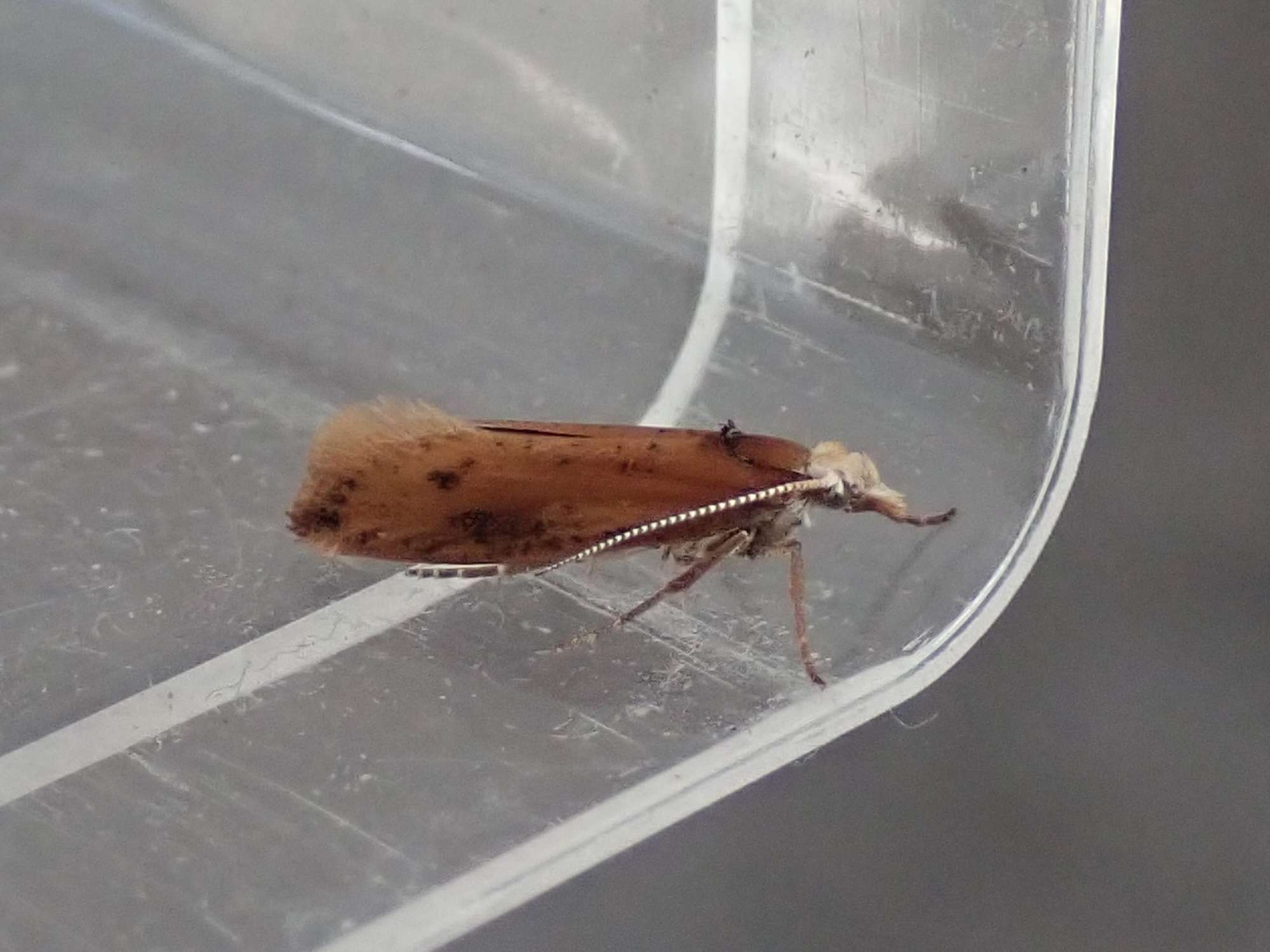 White-shouldered Smudge (Ypsolopha parenthesella) photographed in Somerset by Christopher Iles