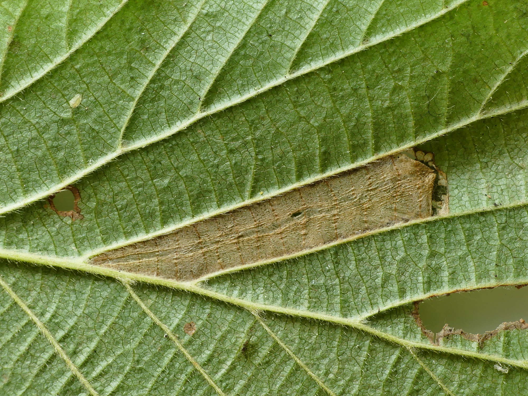 Red Hazel Midget (Phyllonorycter nicellii) photographed in Somerset by Paul Wilkins