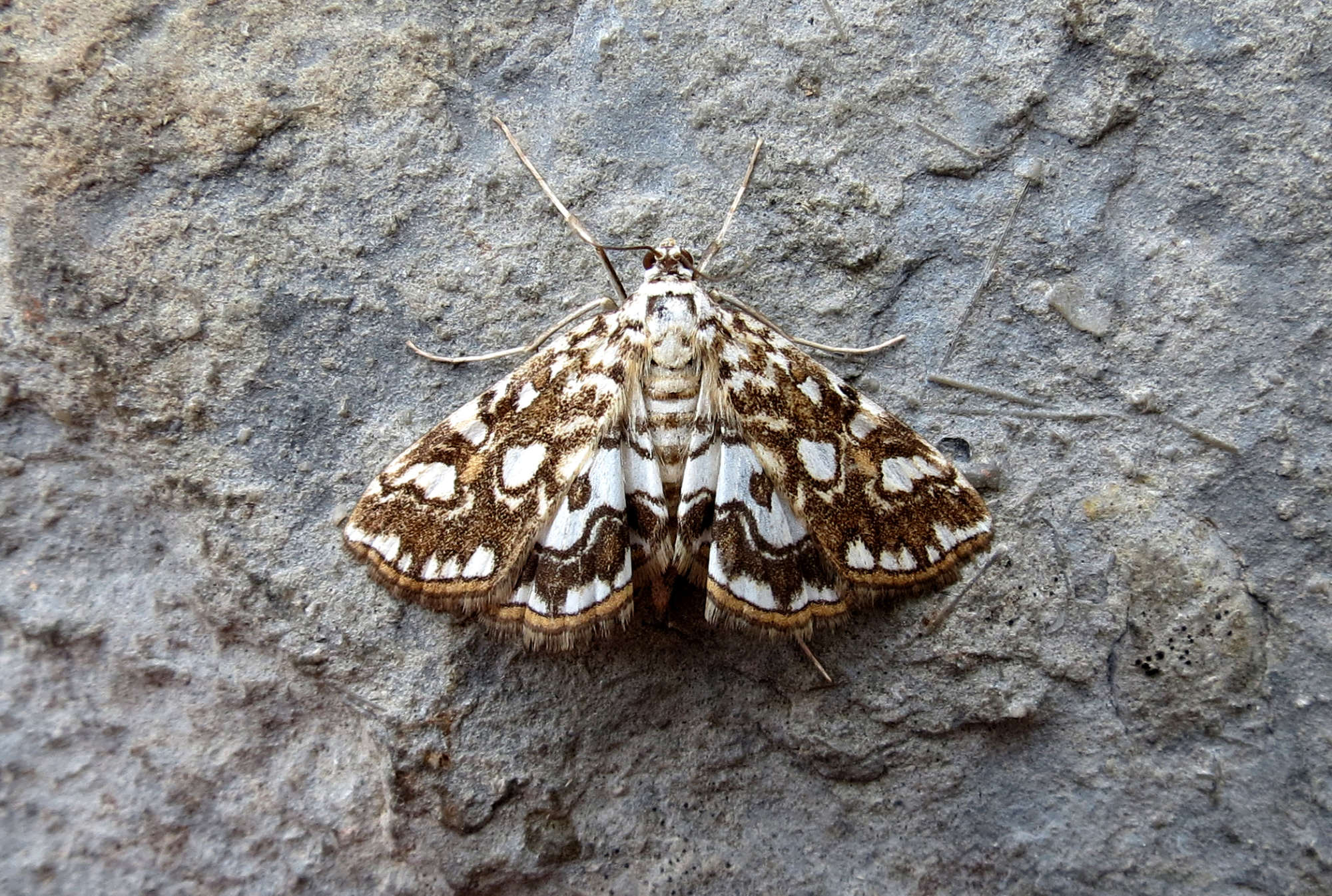 Brown China-mark (Elophila nymphaeata) photographed in Somerset by Steve Chapple