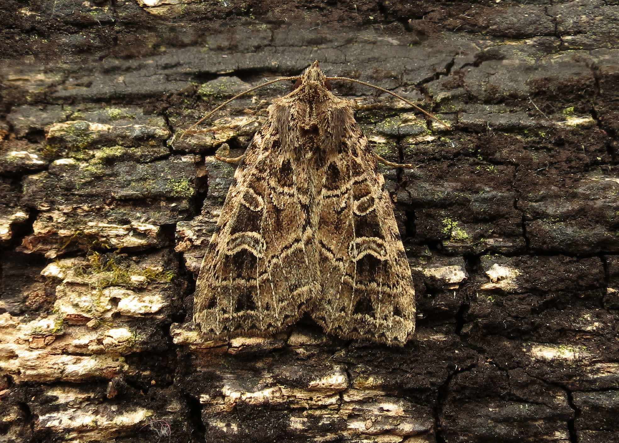 The Gothic (Naenia typica) photographed in Somerset by Steve Chapple