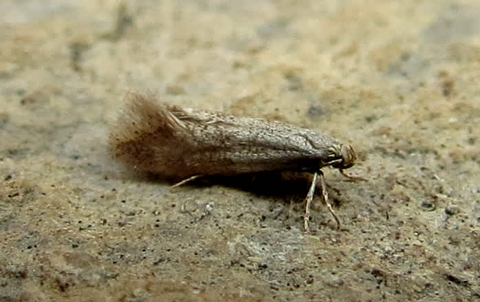 Little Dwarf (Elachista canapennella) photographed in Somerset by Steve Chapple