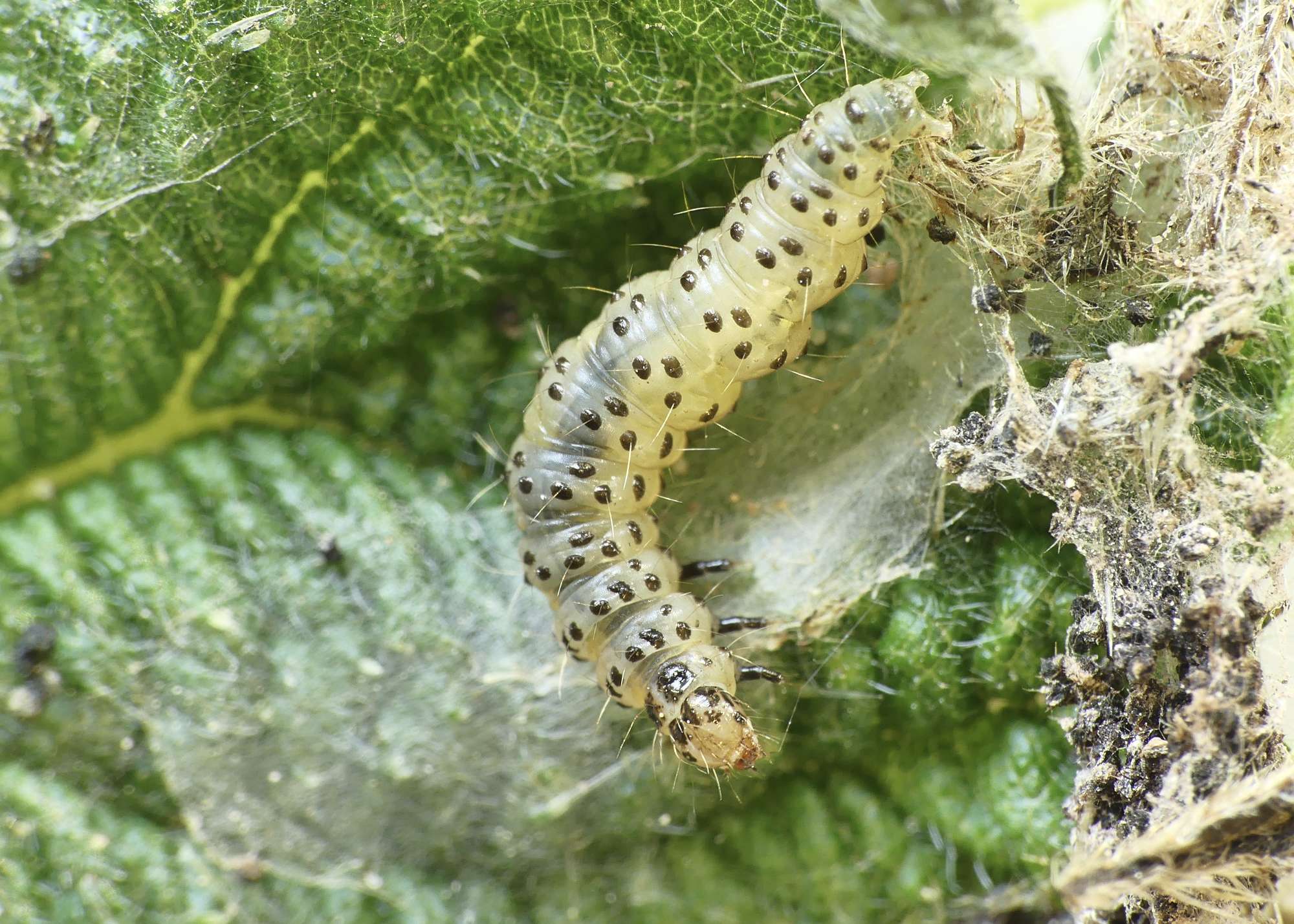 Common Nettle-tap (Anthophila fabriciana) photographed in Somerset by Paul Wilkins