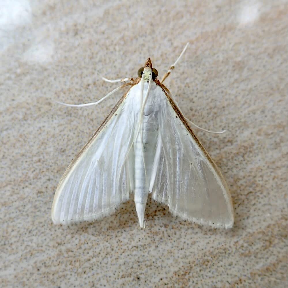 Olive-tree Pearl (Palpita vitrealis) photographed in Somerset by Sue Davies