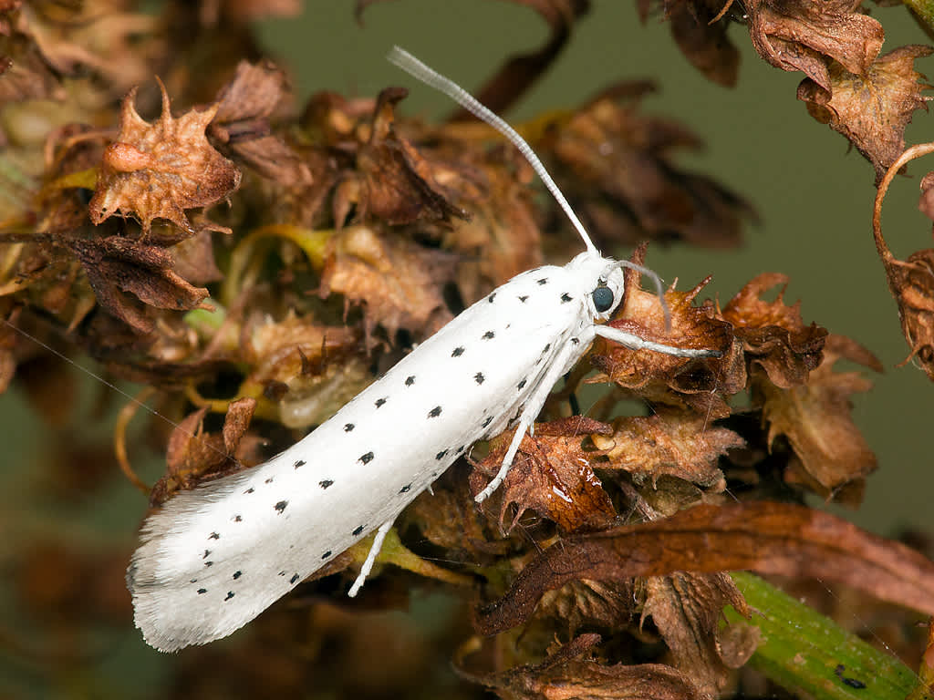 Willow Ermine (Yponomeuta rorrella) photographed in Somerset by John Bebbington