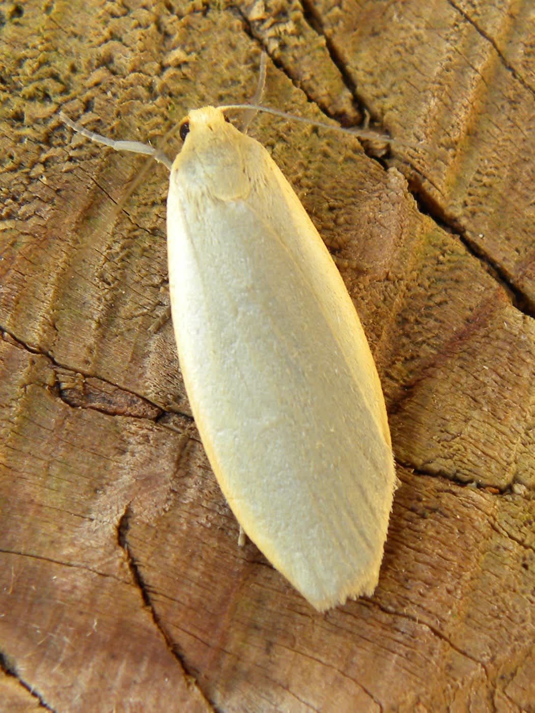 Dingy Footman (Eilema griseola) photographed in Somerset by Sue Davies