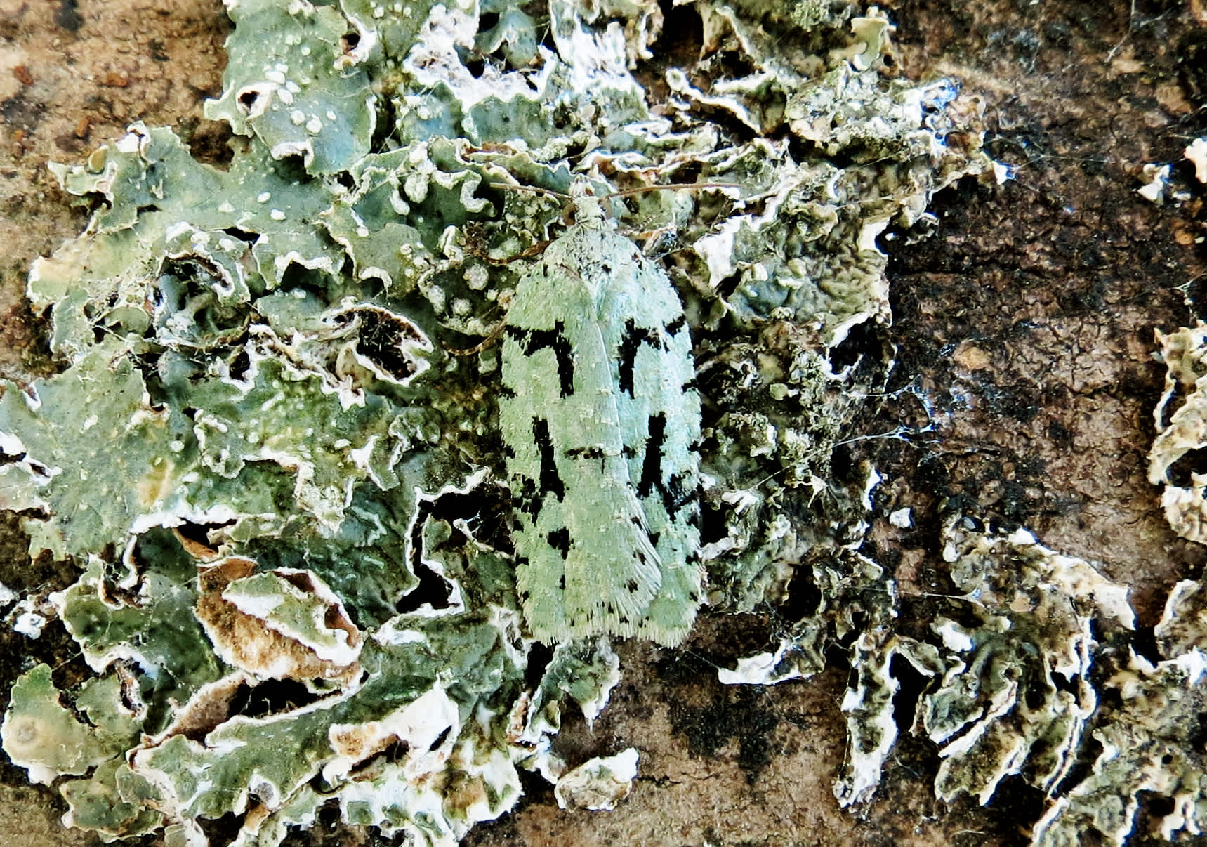 Lichen Button (Acleris literana) photographed in Somerset by Steve Chapple