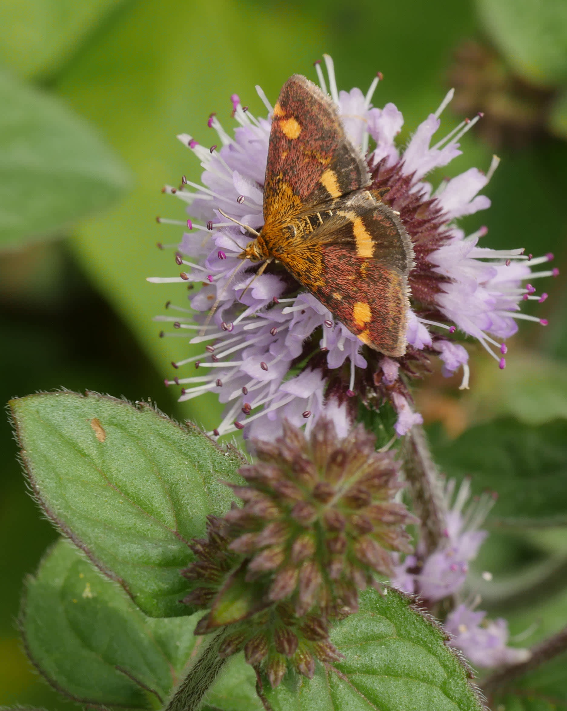 Small Purple & Gold (Pyrausta aurata) photographed in Somerset by Jenny Vickers