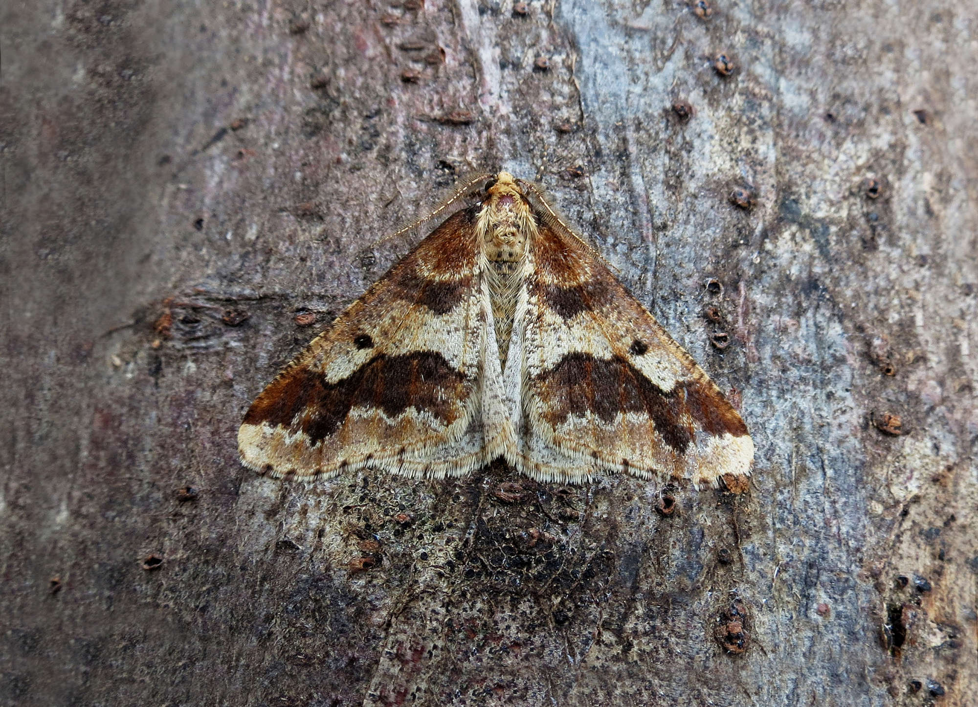 Mottled Umber (Erannis defoliaria) photographed in Somerset by Steve Chapple