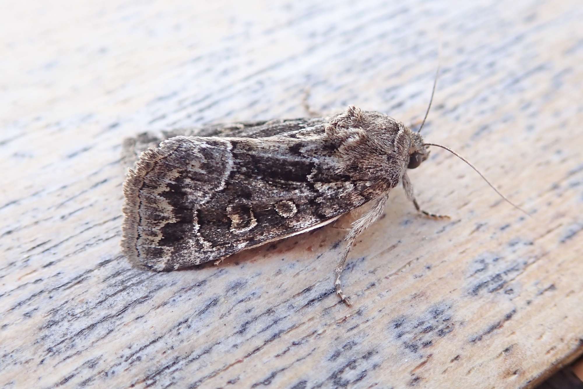 Straw Underwing (Thalpophila matura) photographed in Somerset by Sue Davies