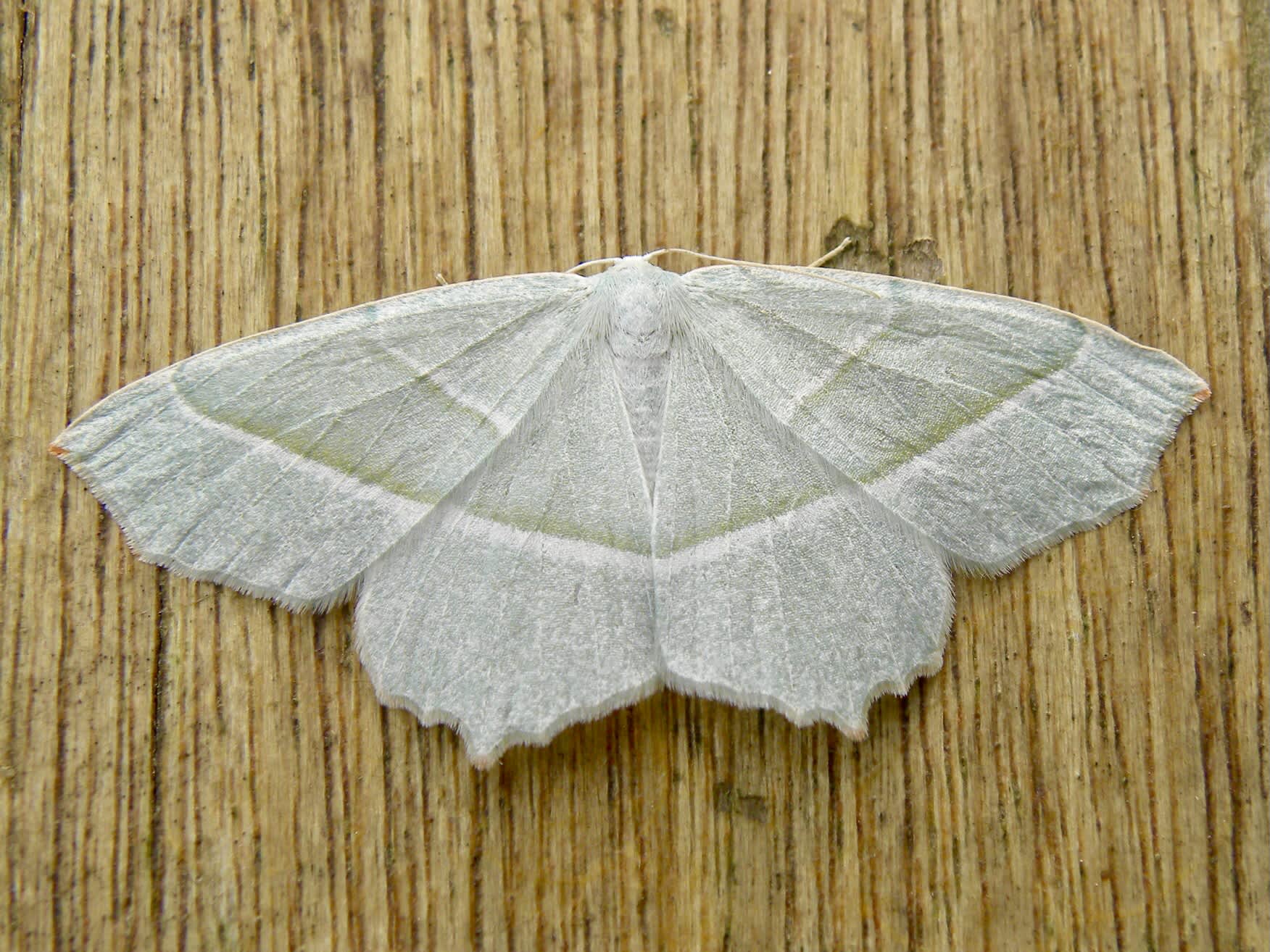 Light Emerald (Campaea margaritaria) photographed in Somerset by Sue Davies