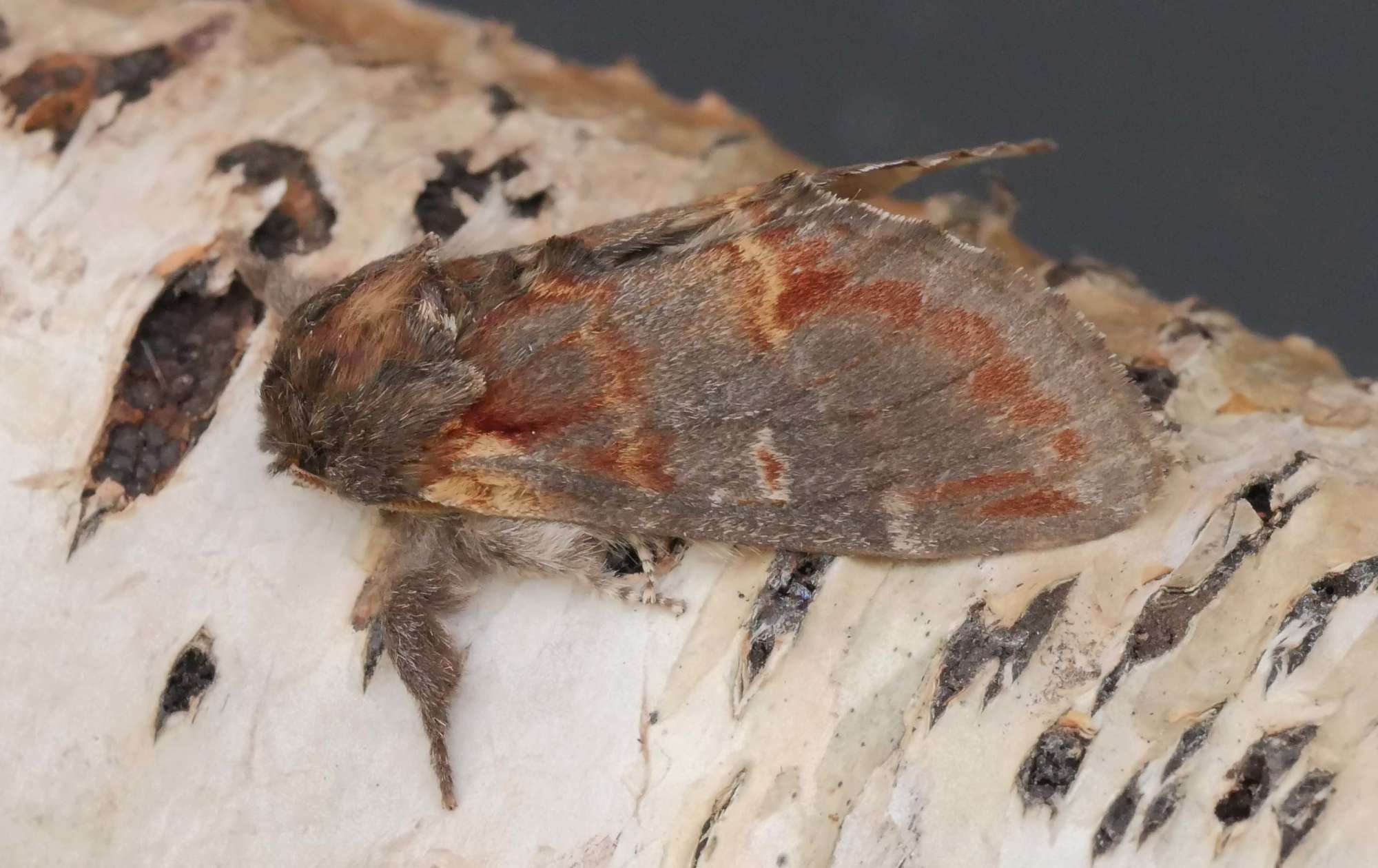 Iron Prominent (Notodonta dromedarius) photographed in Somerset by Jenny Vickers