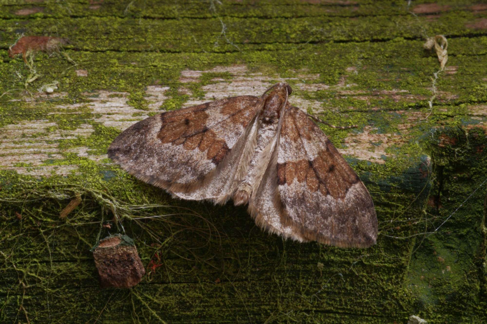 Spruce Carpet (Thera britannica) photographed in Somerset by John Connolly