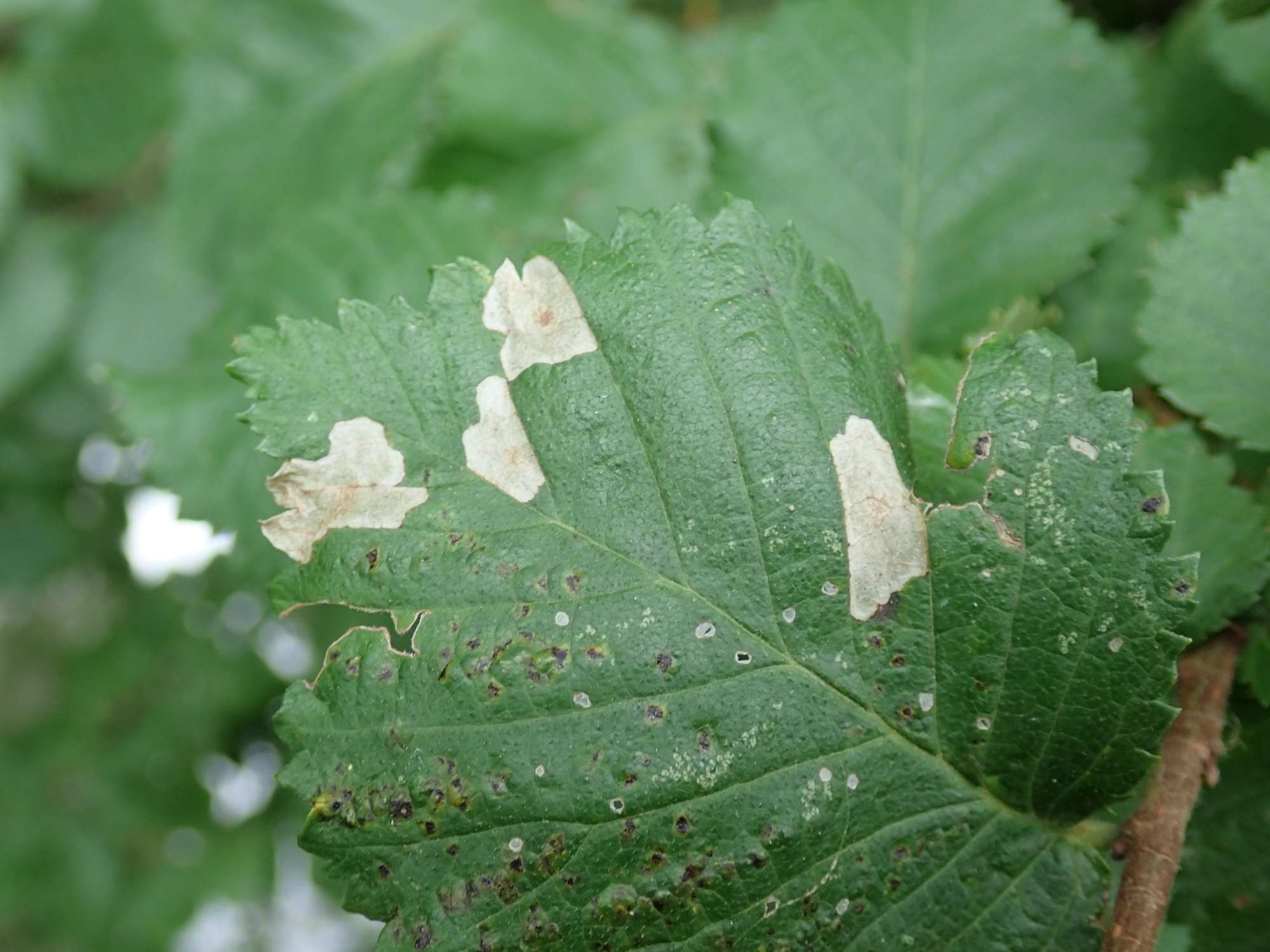 Dark Elm Case-bearer (Coleophora limosipennella) photographed in Somerset by Christopher Iles