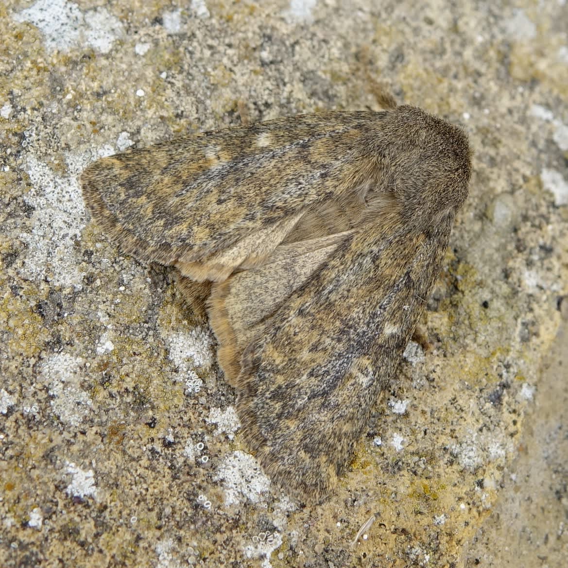 Brindled Ochre (Dasypolia templi) photographed in Somerset by Sue Davies